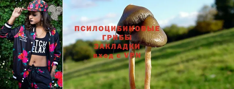 Псилоцибиновые грибы Cubensis  цена   omg ONION  Поронайск 